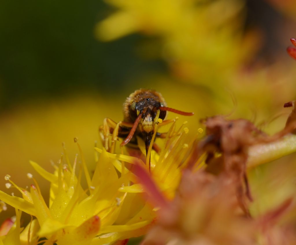 Nomada sp. (Apidae)